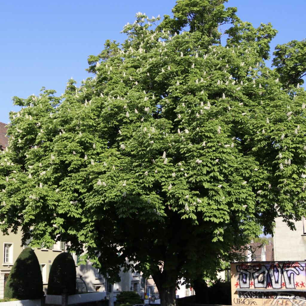 Rosskastanienbaum in voller Blust mit blauem Himmel